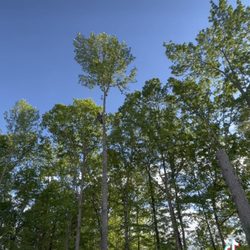 Virginia Tree Services - Tree removal