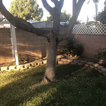 Premier Tree Experts - Tree - Tree Services Near Me - Orange, California Premier Tree Experts - Tree - Tree Services Near Me - Orange, California