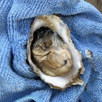 Westcott Bay Shellfish Company - Oyster without the top - Seafood Markets Near Me - Friday Harbor, Washington Westcott Bay Shellfish Company - Oyster without the top - Seafood Markets Near Me - Friday Harbor, Washington