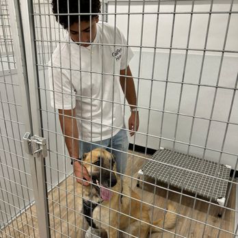 Cali Pets Hotel - Pet Groomers Near Me - Anaheim, California
