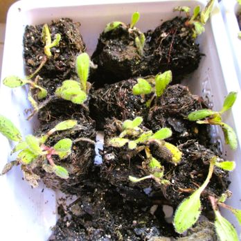 TN Nursery - Some of these are barely alive. - Nurseries & Gardening Near Me - Altamont, Tennessee