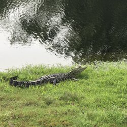 Oak Island Golf Club - Gators on oak island golf course. One 4 ft and one at least 8ft. I wouldn't get close enough to measure!