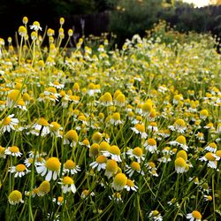 Herban Wild - German Chamomile in Bloom at HerbanWild Farm