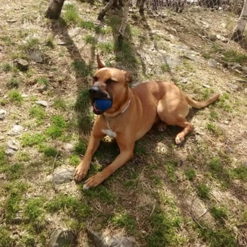 SPCA Nova Scotia - Diesel - Animal Shelters Near Me - Dartmouth, Nova Scotia
