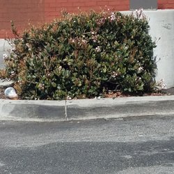 Walgreens