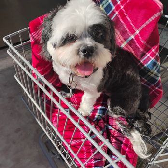 Barks and Bubbles Grooming - Pet Groomers Near Me - Las Vegas, Nevada Barks and Bubbles Grooming - Pet Groomers Near Me - Las Vegas, Nevada