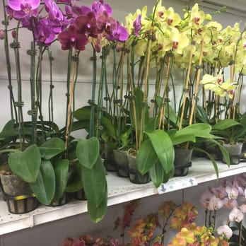Orkizz - Florists Near Me - Los Angeles, California Orkizz - Florists Near Me - Los Angeles, California