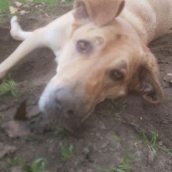 Clover Towing - I dont know just a picture of my dog cause hes awesome - Towing Near Me - Surrey, British Columbia Clover Towing - I dont know just a picture of my dog cause hes awesome - Towing Near Me - Surrey, British Columbia