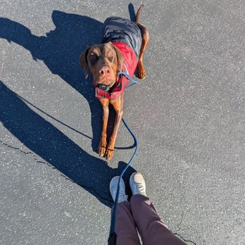 LeMaster K9 - In a down stay and focused on his owner. Thanks LeMaster K9! - Pet Training Near Me LeMaster K9 - In a down stay and focused on his owner. Thanks LeMaster K9! - Pet Training Near Me