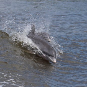 Dolphin Magic Tours - Tours Near Me - Savannah, Georgia