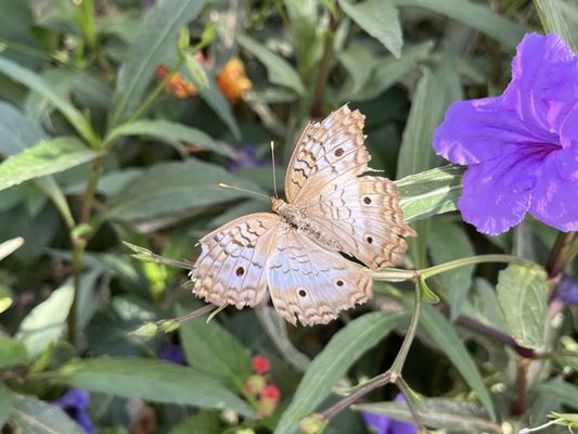 Springs Preserve by null