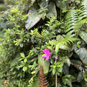 Akaka Falls State Park - So many species of plants and flowers - Parks Near Me - Honomu, Hawaii Akaka Falls State Park - So many species of plants and flowers - Parks Near Me - Honomu, Hawaii