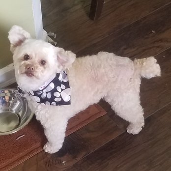 Fabulous Lanai Grooming - Pet Groomers Near Me - Sacramento, California Fabulous Lanai Grooming - Pet Groomers Near Me - Sacramento, California