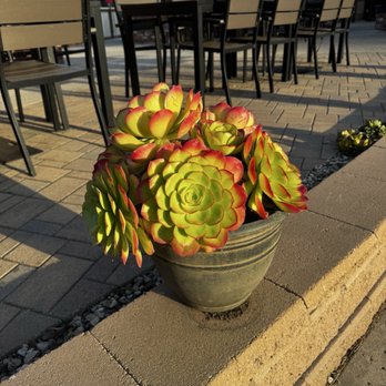 Sea Pines Golf Resort - Fun succulent planter by the practice putting green and patio - Resorts Near Me - Los Osos, California