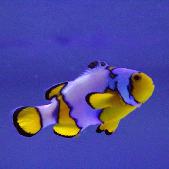 Treasure Coast Corals - Aquarium Services Near Me