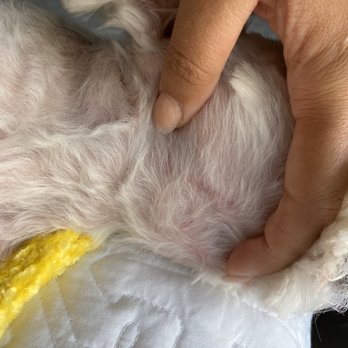 Classy Canine Grooming - Pet Groomers Near Me - Miami, Florida