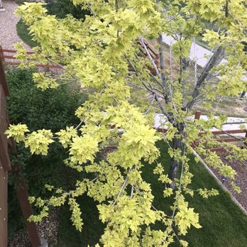 Fielding Tree Care - Blaze Maple deck view looking down - Tree Services Near Me - Highlands Ranch, Colorado