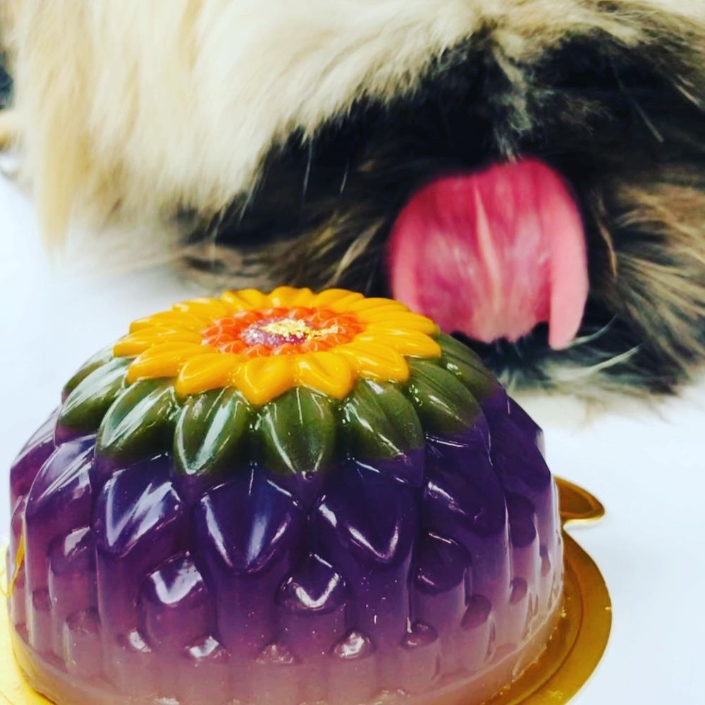 Mishka - Lamb cake - Pet Stores Near Me - San Francisco, California