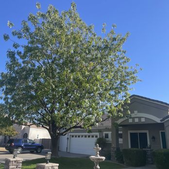 Heartwood Tree Care - After the trim - Tree Services Near Me - Mesa, Arizona