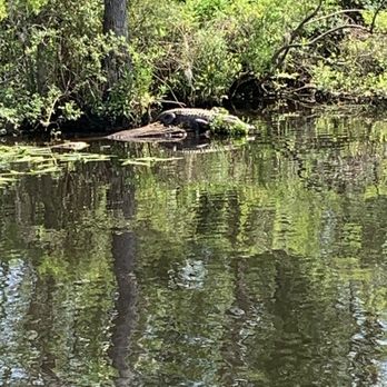 Waccamaw River Tours - Gator!! - Tours Near Me - Myrtle Beach, South Carolina Waccamaw River Tours - Gator!! - Tours Near Me - Myrtle Beach, South Carolina