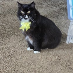 WagMore - This is Miss Kitty after being groomed.