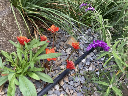 Wellington Botanic Garden by null