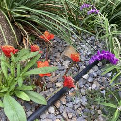 Wellington Botanical Gardens - Rock Garden