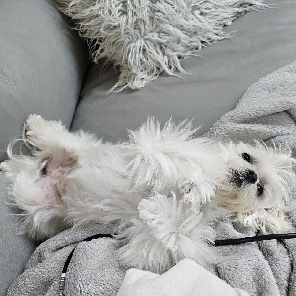 Pet Hotel La Jolla, San Diego, CA 92037 - Last Updated January 2026 - Yelp