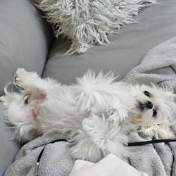 Doggie Joggie