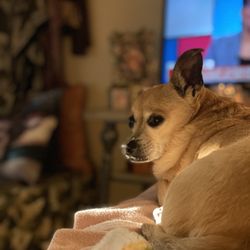 The Cottage Small Dog - Beautiful Paloma she's 18