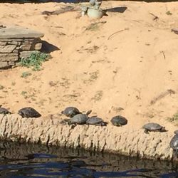 Bridgeport Marketplace - wall of turtles