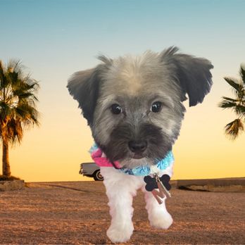 4 Perfect Pawz - Cute Maltese gets his first haircut - Pet Groomers Near Me - Bedford , Ohio 4 Perfect Pawz - Cute Maltese gets his first haircut - Pet Groomers Near Me - Bedford , Ohio