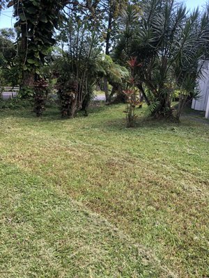 Yard Makeover in Kaumana 💪🏽 - This yard was done over a couple of hours. Customer had requested a quote due to her living in Oahu and renting out the house to her tenants. We gave her the most affordable price and gave her yard a makeover that haven’t been cut for a couple of months. she absolutely loved the aftermath ! she gave us a great review via phone and said she will get in touch with me the next time. Yard Makeover in Kaumana 💪🏽 - This yard was done over a couple of hours. Customer had requested a quote due to her living in Oahu and renting out the house to her tenants. We gave her the most affordable price and gave her yard a makeover that haven’t been cut for a couple of months. she absolutely loved the aftermath ! she gave us a great review via phone and said she will get in touch with me the next time.
