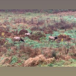 Elk Elk