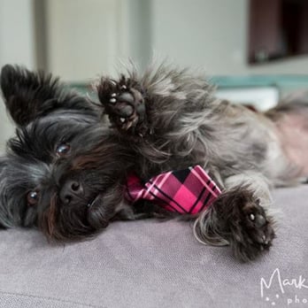 Mark Rogers Photography - come hither - Pet Photography Near Me