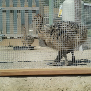 Ostrichland USA - Baby Birdie - Attraction Farms Near Me - Solvang, California Ostrichland USA - Baby Birdie - Attraction Farms Near Me - Solvang, California