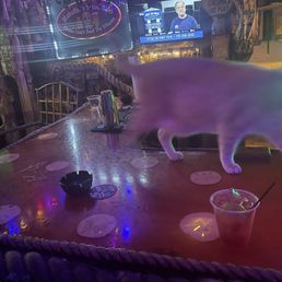 Resident cat - meow Resident cat - meow