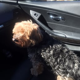 Taking the bitch to a different groomer!