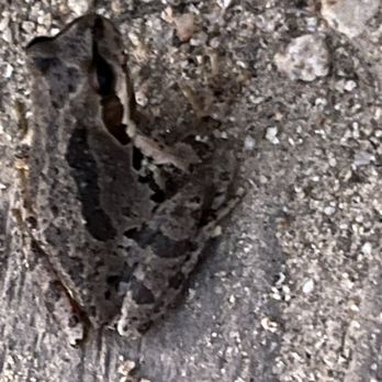 Coronado Butterfly Preserve - Careful where u step after it rains...when it does...!!he's vvvvvvery lil'!! - Parks Near Me - Goleta, California