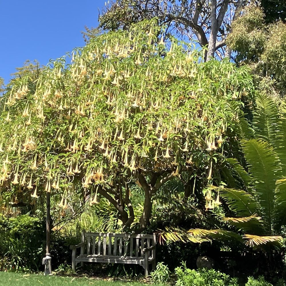 San Diego Botanic Garden - Brugmansia angel trumpet - Botanical Gardens Near Me - Encinitas, California