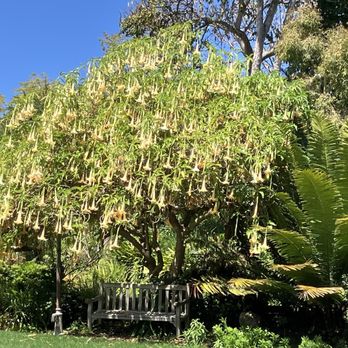 San Diego Botanic Garden - Brugmansia angel trumpet - Botanical Gardens Near Me - Encinitas, California San Diego Botanic Garden - Brugmansia angel trumpet - Botanical Gardens Near Me - Encinitas, California