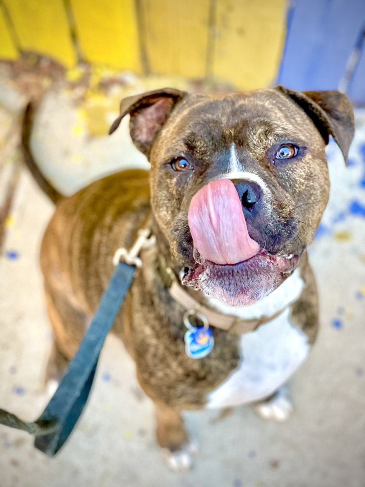 Waggy Little Rascals - pet boarding facility in Philadelphia, PA