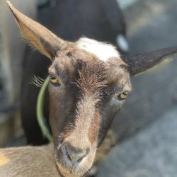 Kilkea Farm - Sweet Ruby!