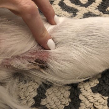 Canine Corner - Sammy's scabs - what they called "brush  burn" - Pet Groomers Near Me - Waunakee, Wisconsin
