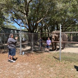 Two Tails Ranch - Elephant Feeding