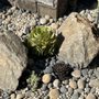 Zin+Ola Landscape Design and Installation