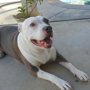 Your Heavenly Dog - She's one happy girl - Pet Groomers Near Me Your Heavenly Dog - She's one happy girl - Pet Groomers Near Me
