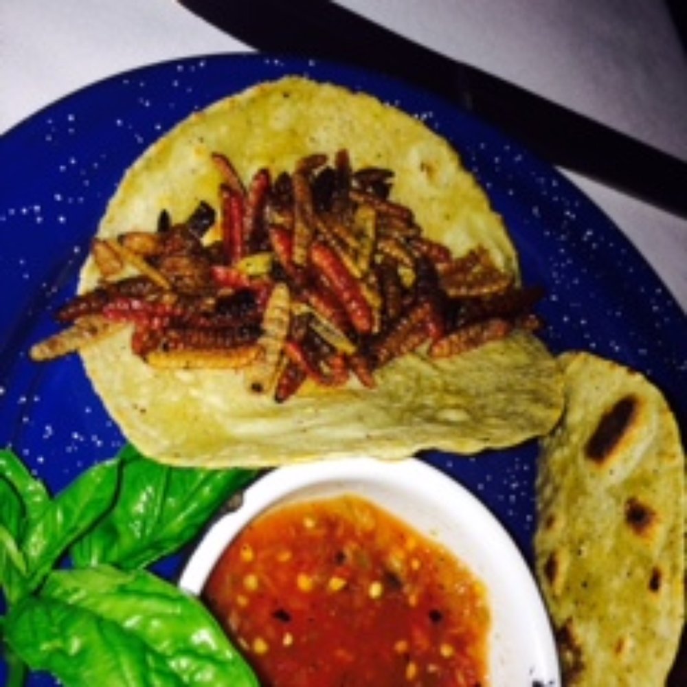 MaComeNo - Special appetizer of the day...Grub Worm Tacos! - Italian Near Me - León, GUA MaComeNo - Special appetizer of the day...Grub Worm Tacos! - Italian Near Me - León, GUA