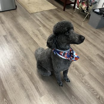 Jen‘s Nose To Tail - Handsome Boy!! Thank you!! He looks great and feels great! Very pleased for first time! We will be back! - Pet Groomers Near Me - Hilliard, Ohio Jen‘s Nose To Tail - Handsome Boy!! Thank you!! He looks great and feels great! Very pleased for first time! We will be back! - Pet Groomers Near Me - Hilliard, Ohio