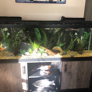 Something Fishy - 125 gallon aquarium.  What a fabulous upscale job on my aquarium. Thank you! - Aquarium Services Near Me - Warwick, Rhode Island